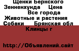 Щенки Бернского Зенненхунда  › Цена ­ 40 000 - Все города Животные и растения » Собаки   . Брянская обл.,Клинцы г.